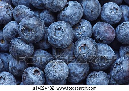 Close up of bunch of blueberries View Large Photo Image Stock Image - Close up of bunch of blueberries. Fotosearch