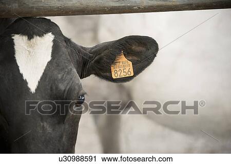 Stock Image - Close up of cows identification tag. Fotosearch