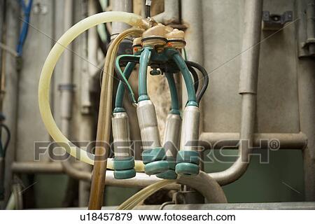 Stock Photo - Close up of machinery used to milk cows. Fotosearch