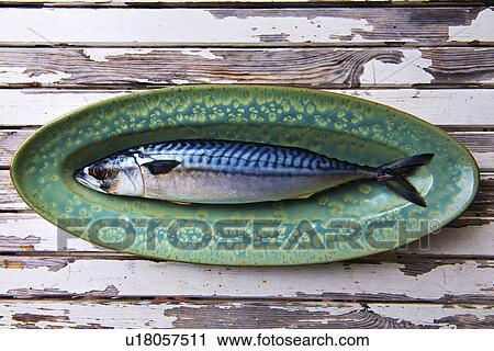 Close up of mackerel on plate View Large Photo Image Stock Image - Close up of mackerel on plate. Fotosearch