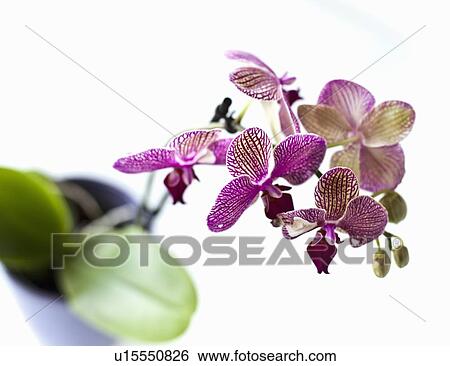 Close up of orchid flower petals View Large Photo Image Stock Photograph - Close up of orchid flower petals. Fotosearch