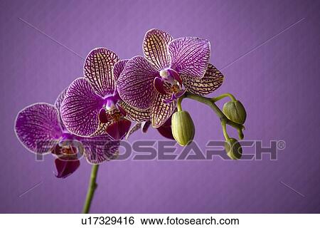 Close up of orchid flower petals View Large Photo Image Stock Photograph - Close up of orchid flower petals. Fotosearch