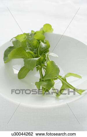 Close up of plate of rocket View Large Photo Image Stock Image - Close up of plate of rocket. Fotosearch