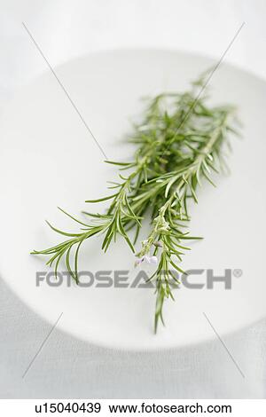 Close up of plate of rosemary View Large Photo Image Stock Photo - Close up of plate of rosemary. Fotosearch
