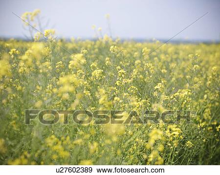 Close up of rapeseed crop View Large Photo Image Stock Photo - Close up of rapeseed crop. Fotosearch