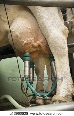 Cow hooked to milking machine View Large Photo Image Stock Photo - Cow hooked to milking machine. Fotosearch