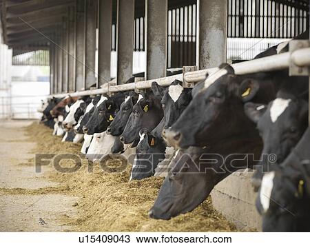 Cows eating hay in barn View Large Photo Image Stock Image - Cows eating hay in barn. Fotosearch