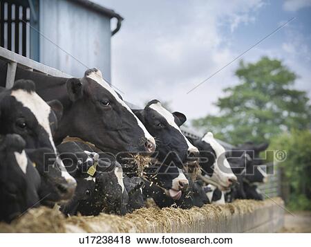 Cows eating hay in barn View Large Photo Image Stock Photo - Cows eating hay in barn. Fotosearch