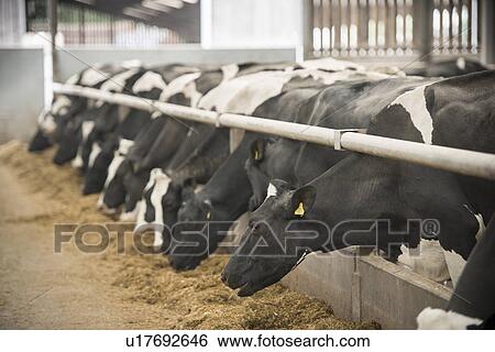 Cows eating hay in barn View Large Photo Image Stock Photograph - Cows eating hay in barn. Fotosearch