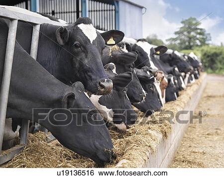 Cows eating hay in barn View Large Photo Image Stock Photograph - Cows eating hay in barn. Fotosearch