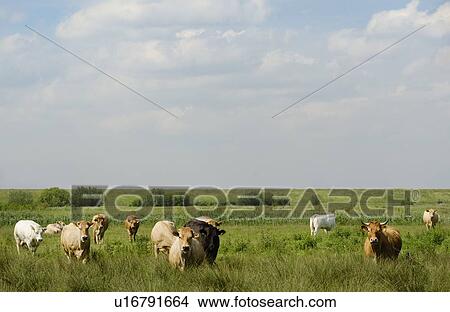 Picture - Cows grazing in rural field. Fotosearch
