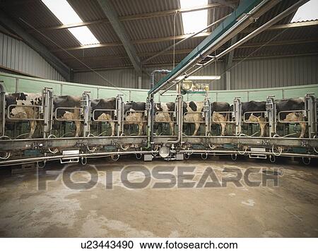 Cows in milking parlor View Large Photo Image Stock Image - Cows in milking parlor. Fotosearch