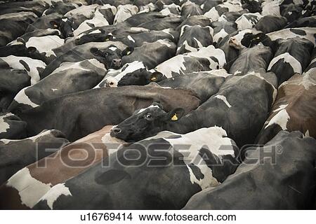 Cows pressed together in pen View Large Photo Image Picture - Cows pressed together in pen. Fotosearch