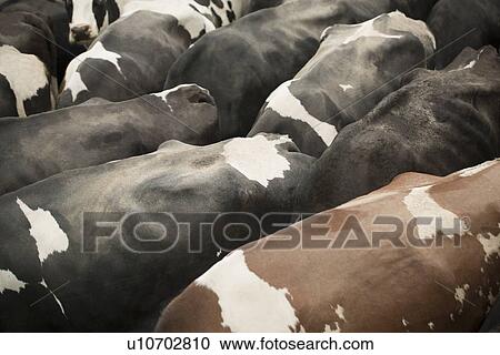 Stock Image - Cows pressed together in pen. Fotosearch