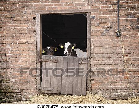 Stock Photography - Cows standing at gate of barn. Fotosearch