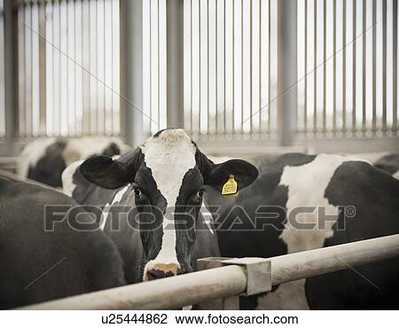 Cows standing in pen in barn View Large Photo Image Stock Image - Cows standing in pen in barn. Fotosearch