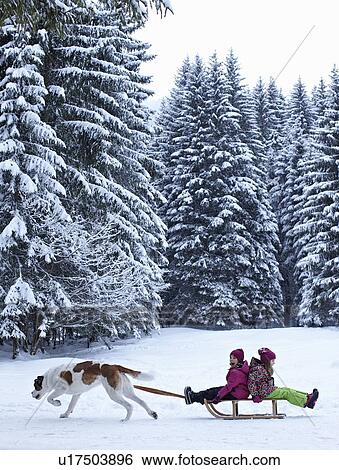 Dog pulling children on sled in snow View Large Photo Image Stock Photograph - Dog pulling children on sled in snow. Fotosearch