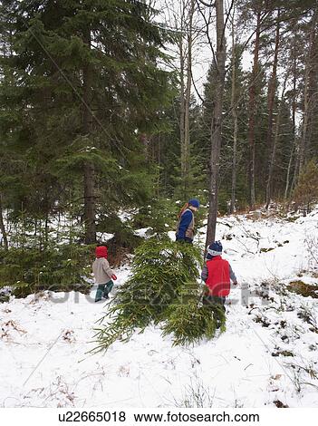 Family dragging Christmas tree in forest View Large Photo Image Stock Photo - Family dragging Christmas tree in forest. Fotosearch