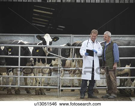 Farmer and vet talking by cows View Large Photo Image Stock Photograph - Farmer and vet talking by cows. Fotosearch