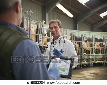 Farmer and vet talking in milking parlor View Large Photo Image Picture - Farmer and vet talking in milking parlor. Fotosearch