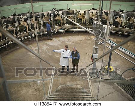 Farmer and vet talking in milking parlor View Large Photo Image Stock Photo - Farmer and vet talking in milking parlor. Fotosearch