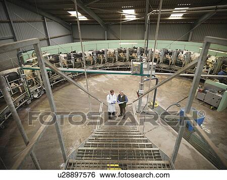 Stock Photograph - Farmer and vet talking in milking parlor. Fotosearch