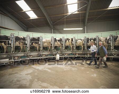 Farmer and vet walking in milking parlor View Large Photo Image Stock Photo - Farmer and vet walking in milking parlor. Fotosearch