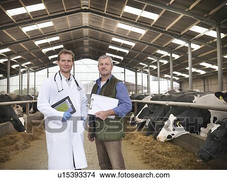 Farmer and veterinarian standing by cows View Large Photo Image Picture - Farmer and veterinarian standing by cows. Fotosearch