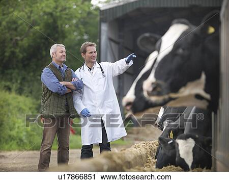 Stock Image - Farmer and veterinarian talking by cows. Fotosearch
