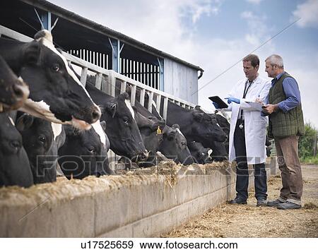 Farmer and veterinarian talking by cows View Large Photo Image Stock Photo - Farmer and veterinarian talking by cows. Fotosearch
