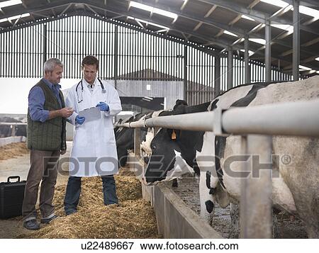 Farmer and veterinarian talking by cows View Large Photo Image Stock Photo - Farmer and veterinarian talking by cows. Fotosearch