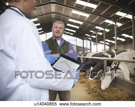 Stock Photography - Farmer and veterinarian talking by cows. Fotosearch