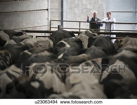 Picture - Farmer and veterinarian talking in barn. Fotosearch