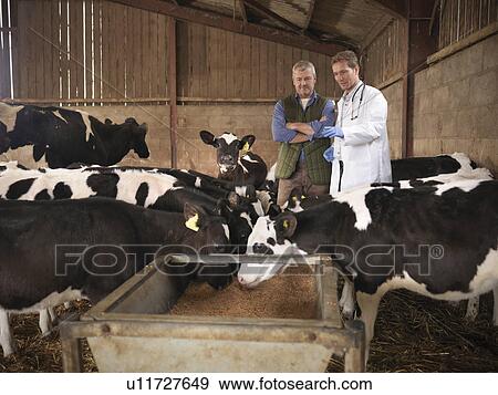 Farmer and veterinarian with cows View Large Photo Image Stock Photo - Farmer and veterinarian with cows. Fotosearch