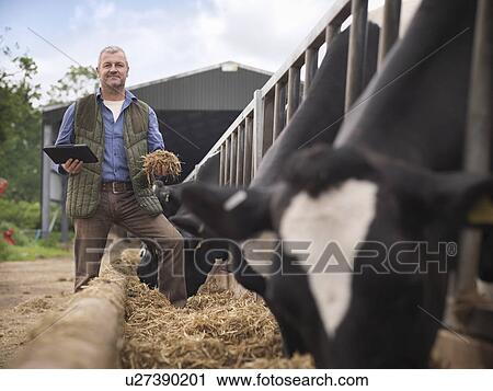 Farmer examining cow feed in barn View Large Photo Image Stock Image - Farmer examining cow feed in barn. Fotosearch