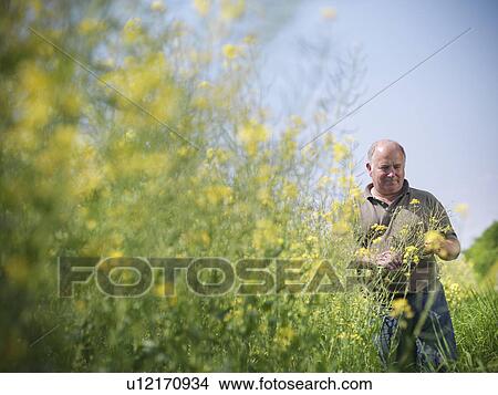 Picture - Farmer examining rapeseed crop. Fotosearch
