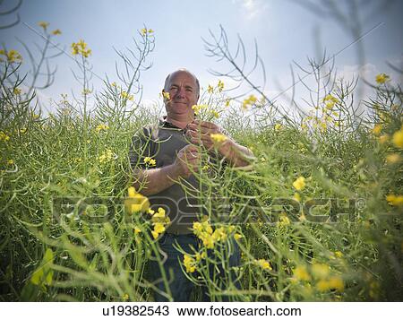 Farmer examining rapeseed crop View Large Photo Image Stock Image - Farmer examining rapeseed crop. Fotosearch