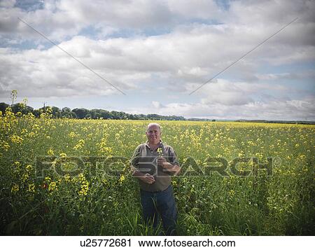 Farmer examining rapeseed crop View Large Photo Image Stock Image - Farmer examining rapeseed crop. Fotosearch