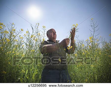 Farmer examining rapeseed crop View Large Photo Image Stock Photography - Farmer examining rapeseed crop. Fotosearch