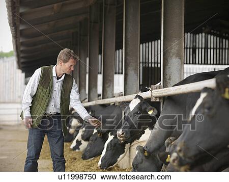Farmer feeding cows in barn View Large Photo Image Stock Image - Farmer feeding cows in barn. Fotosearch