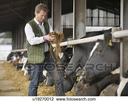 Farmer feeding cows in barn View Large Photo Image Stock Image - Farmer feeding cows in barn. Fotosearch