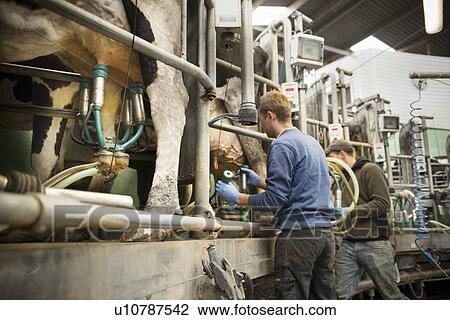 Stock Image - Farmer hooking cows to milking machine. Fotosearch