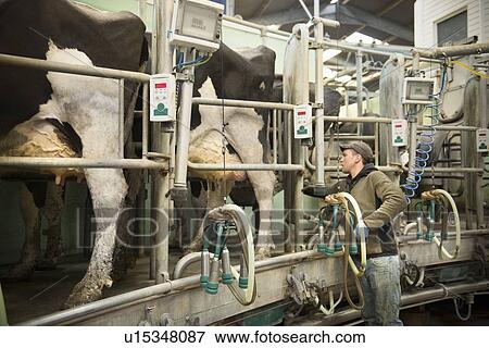 Farmer hooking cows to milking machine View Large Photo Image Stock Photo - Farmer hooking cows to milking machine. Fotosearch