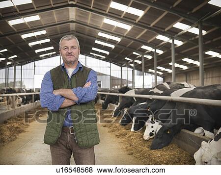 Stock Photo - Farmer standing by cows in barn. Fotosearch