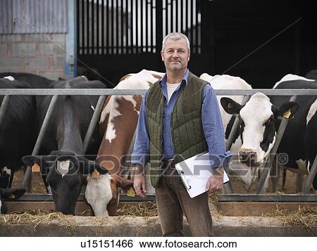 Farmer standing by cows in barn View Large Photo Image Stock Photograph - Farmer standing by cows in barn. Fotosearch