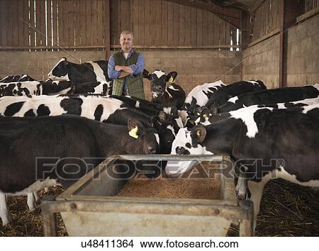 Picture - Farmer standing with cows in barn. Fotosearch
