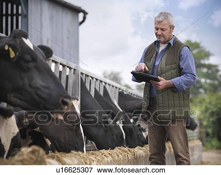 Farmer using tablet computer in barn View Large Photo Image Stock Photo - Farmer using tablet computer in barn. Fotosearch
