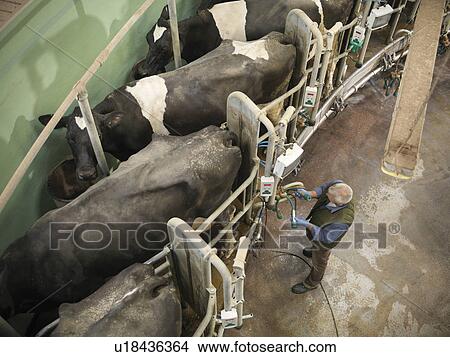 Picture - Farmer working in milking parlor. Fotosearch