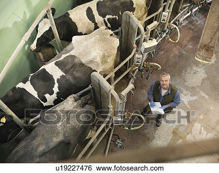 Farmer working in milking parlor View Large Photo Image Stock Photograph - Farmer working in milking parlor. Fotosearch
