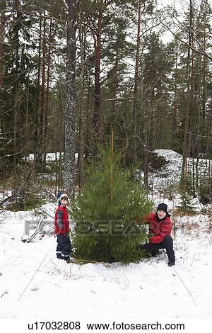 Father and son picking Christmas tree View Large Photo Image Stock Photo - Father and son picking Christmas tree. Fotosearch